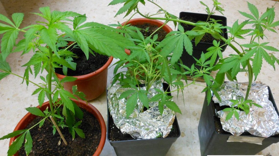 ¿Qué cantidad de droga se considera consumo propio? Actualizado 2020 1 Consumo propio