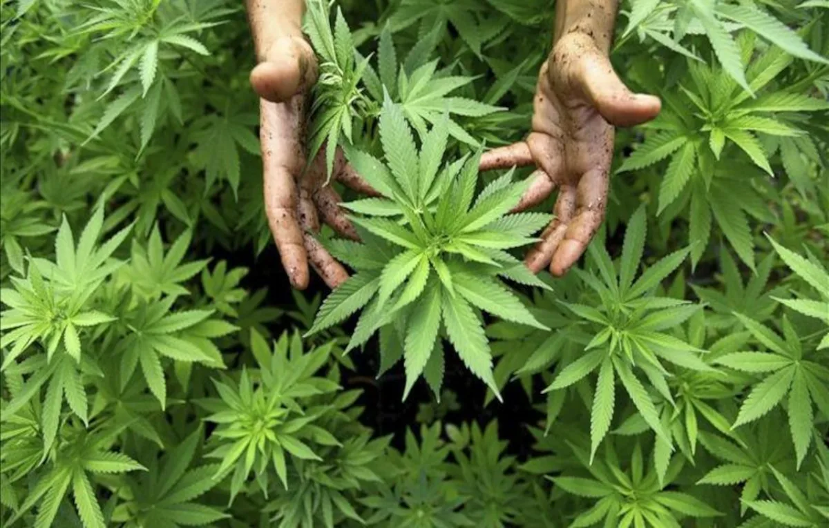 Multa por posesión de THC | REMULSA