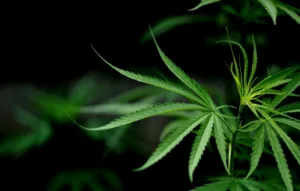 Multa por posesión de THC. Noviembre 2023 3 Posesión de THC | REMULSA